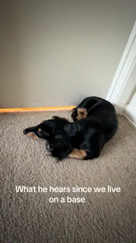 #minidachshund #militarybase 