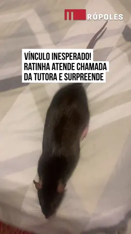 🐭💖 Um vídeo chamou atenção ao mostrar a #relação de proximidade entre a tutora Bruna e a #ratinha de #estimação. Na cena, a jovem chama o animal e pede para que suba nela, e é prontamente atendida. A resposta rápida da ratinha impressiona e evidencia o nível de confiança entre as duas. O momento também gerou reações variadas nas redes, misturando surpresa, carinho e até certo receio, mostrando como esses pets ainda dividem #opiniões. O que acharam?😅 #TikTokNotícias  🤳 @Cindereladosratos | @myhoodbr