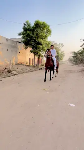 #BismillahMuhamdiaAlBarkatGujjarNazabaziClub #nazabazi__nawabi_shok😎😎🐴🖤 #unfrrezmyaccount😓😓 #growmyaccount 