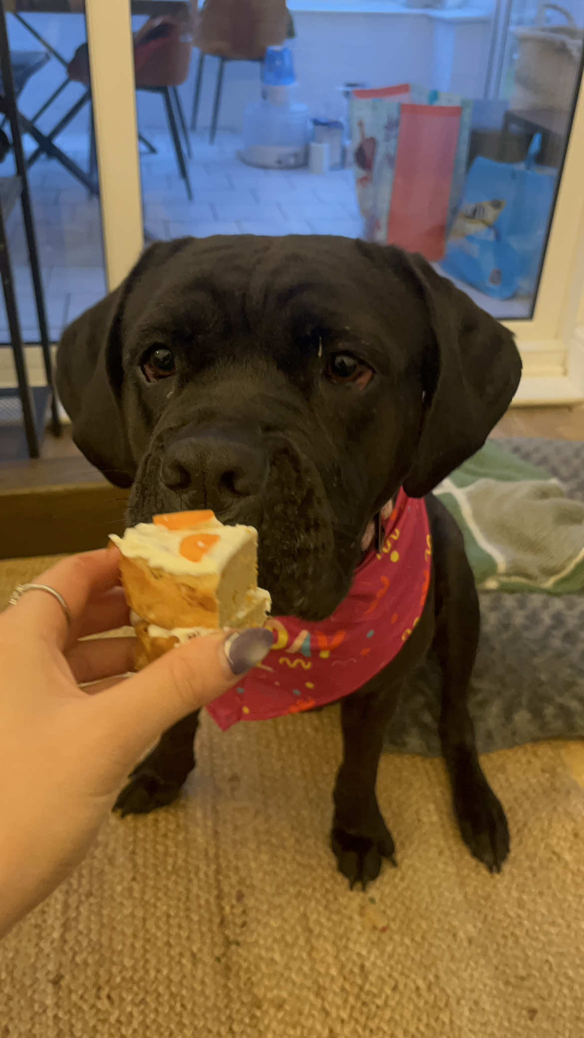 Moosey girl is 4!! 🧡 #canecorso #itallianmastiff #dogtok #dogbirthday 