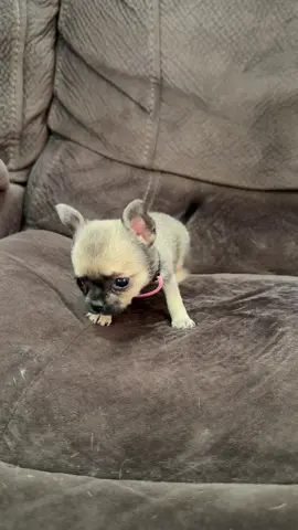 Baby Greta una micro chihuahua 😍💗 la más chiquitita 🐾 #chihuahua #chihuahuastiktok #venezuela #puppy #viralvideo  