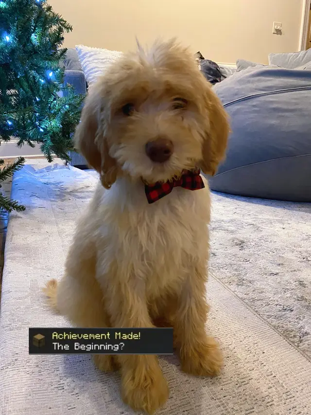 He got so big 🥲#goldendoodle #puppy #bestfriend #pets