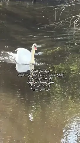 أحَبك ، قناةِ التلگرام بألبايَو #fyp #fyp #fyp #fyp #fyp 