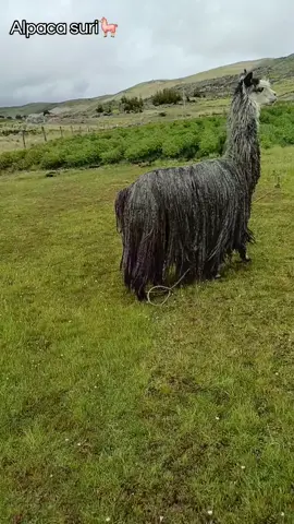 alpaca suri#paratiiiiiiiiiiiiiiiiiiiiiiiiiiiiiii #alpaca #campito💚🥰🤗 