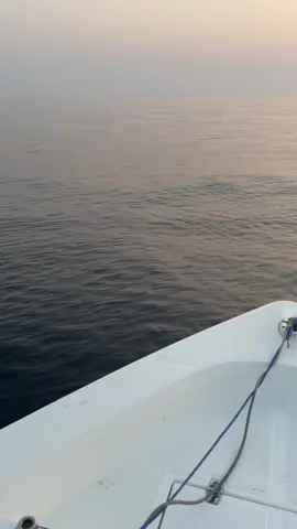 🐬🐬