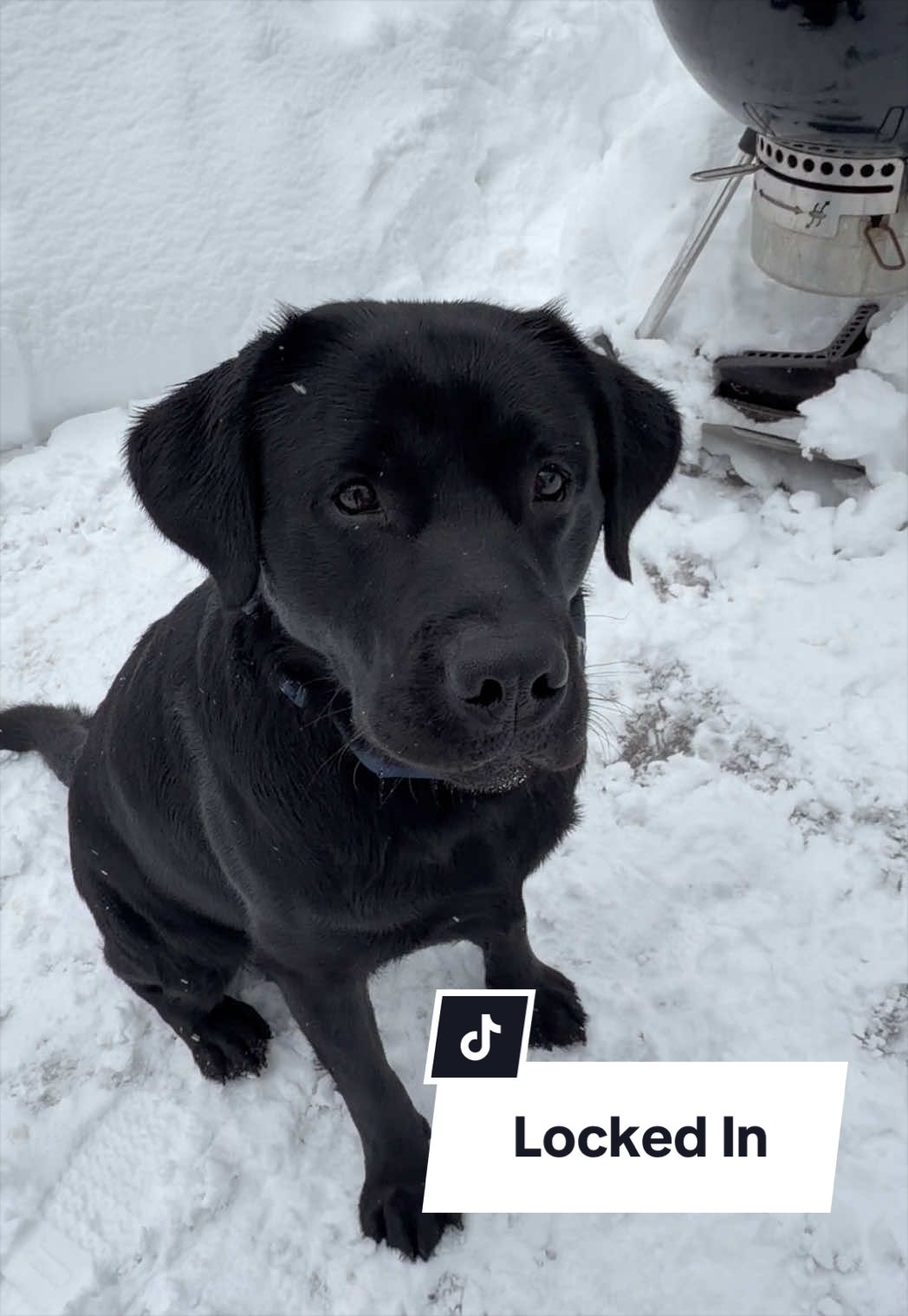 Locked in. Eyes on the ball. Always.  #dogsoftiktok #puppyinfluencer #blacklabsoftiktok #dogpack #puppiesoftiktok 