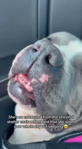I’m still waiting for my forever home 🥺💔 #BlueCross #AdoptDontShop #RescueDog #AnimalRescue #fyp”