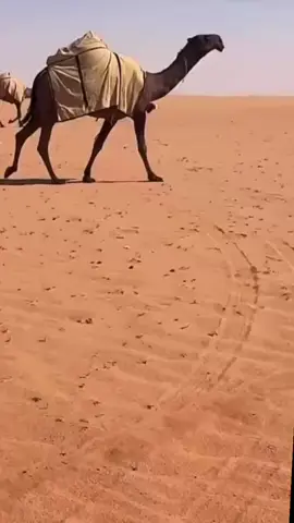 #ابن هديبان الدوسري