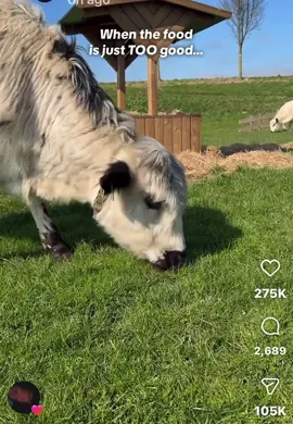 Cow enjoys eating grass a lot 😂😂😂😂😂                        #eating #cow #grass #funny 