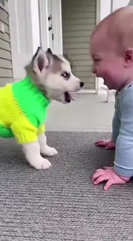 “🐶💚 Tiny Husky Puppy Goes Full Push-Up Mode, Baby Explodes Laughing 😂” . #baby #usareels #petcommunity #puppylover #petreels