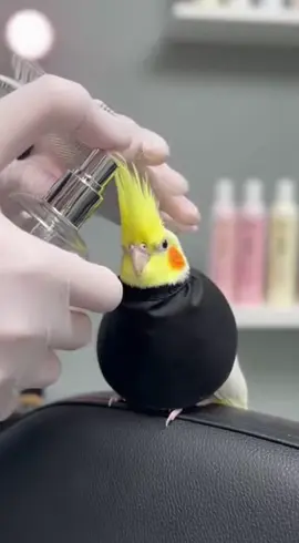 Parrot haircut 🦜  . . . . . . .#viral #fypシ #foryou #viral #viral 