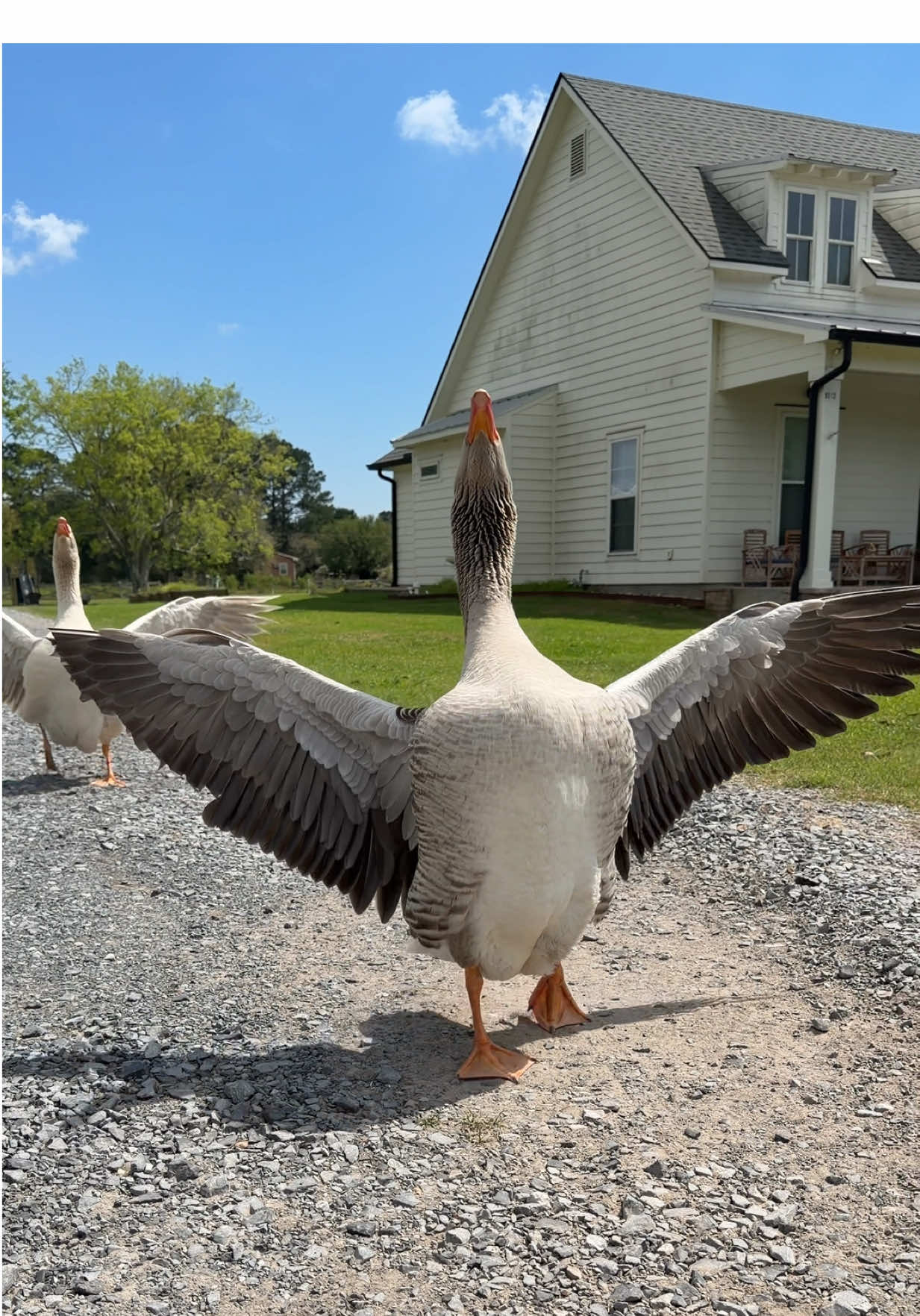 Forever grateful for our bond 🥹🫶🏼 #bond #goose #Run #farmlife #homestead 