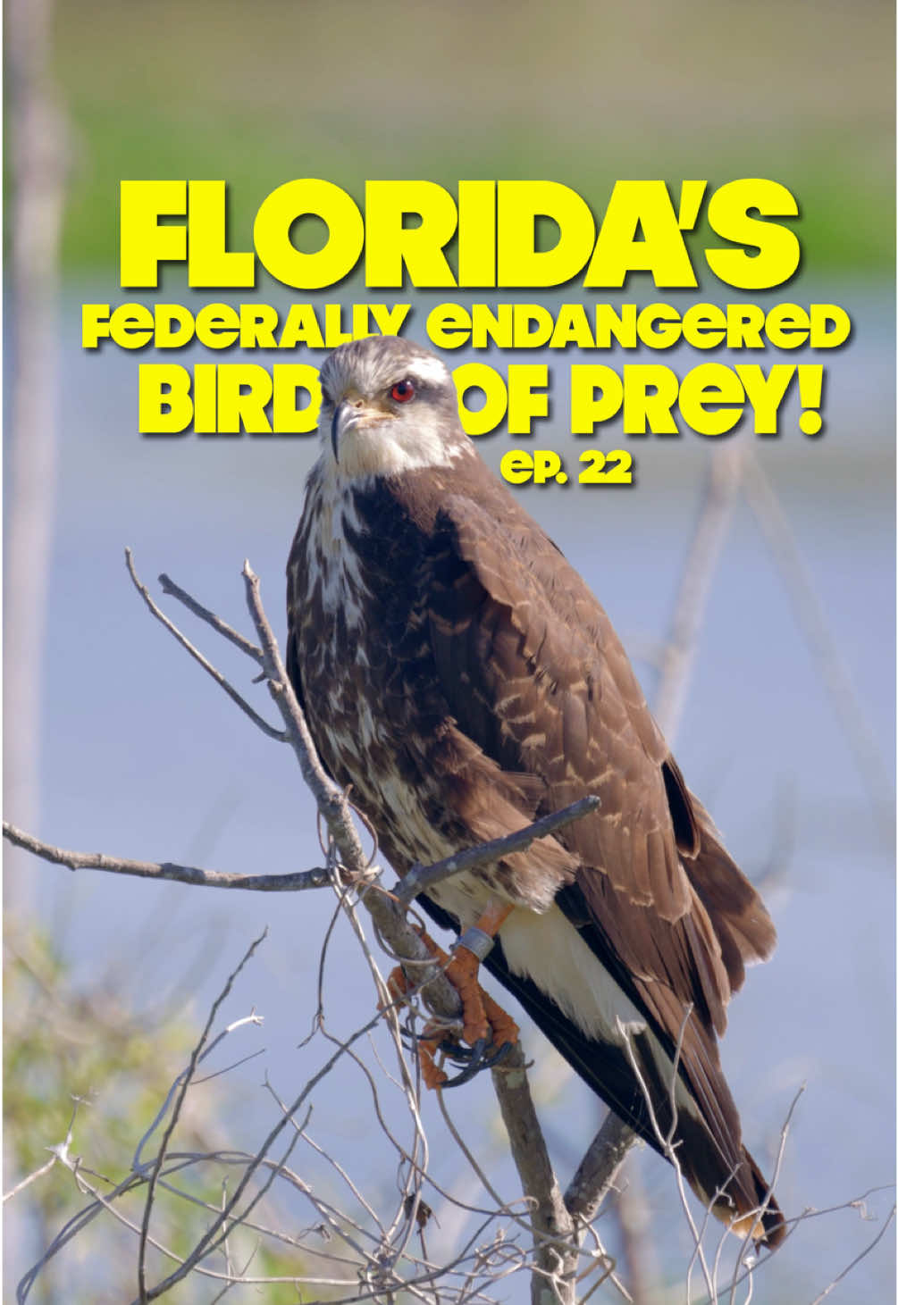 Episode 22 I visit emeralda marsh in search for my favorite bird of prey! Along the wildlife drive there has been reports of a very secretive heron recently. Will today be my lucky day to find them both? Emeralda marsh wildlife drive is open 3rd week of February to end of May! #birdwatching #birding #wildlifephotography #floridawildlife #birdphotography 