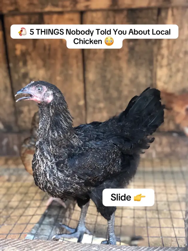 Most people think they understand local chickens… but the truth is, there are many things nobody tells you 😳🐔 From their ability to survive harsh conditions, to eating less when properly managed, local chickens are very different from commercial birds. They may grow slower, but they bring steady value over time if you understand how to manage them well. Another interesting part is their eggs, smaller in size but often richer in color and highly valued by many consumers. And unlike commercial layers, they don’t lay every day, which is something many new farmers don’t expect. One of the most surprising facts is their lifespan… local chickens can live for years, even up to 10 years or more, although their egg production reduces with age. This makes them more of a long-term investment if properly managed. They also have strong natural instincts,from brooding and hatching their own eggs to adapting easily to different environments. Understanding these 5 key facts can change how you see local chicken farming completely. If you’re a farmer or planning to start, which of these shocked you the most? Drop your experience in the comments 👇 let’s learn together. #loc#localchickenu#poultryfarmingi#chickenfarmingr#farmlifeultrylife 