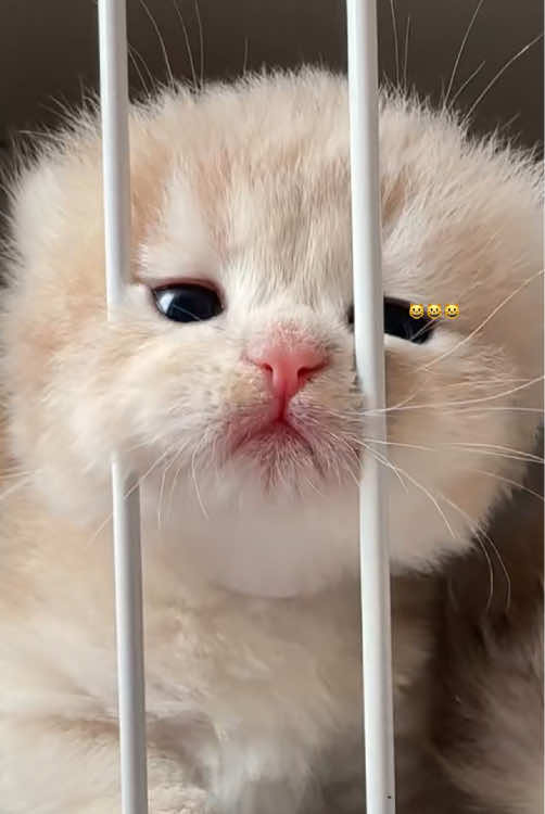 #fyp #cat #catsoftiktok #catlover #fyppppppppppppppppppppppp 