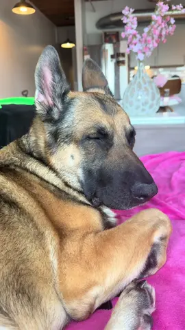 Still recovering from her vet visit 🥲🐾 #gsd 