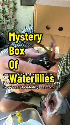 #plantunboxing #waterlilies #plantnursery #growwithme #gardentoks The Waterlily Bear unboxes bare root tropical water lily tuber collection he got mail order for MacGizmoGuy's patio lily pond container tub water gardens.
