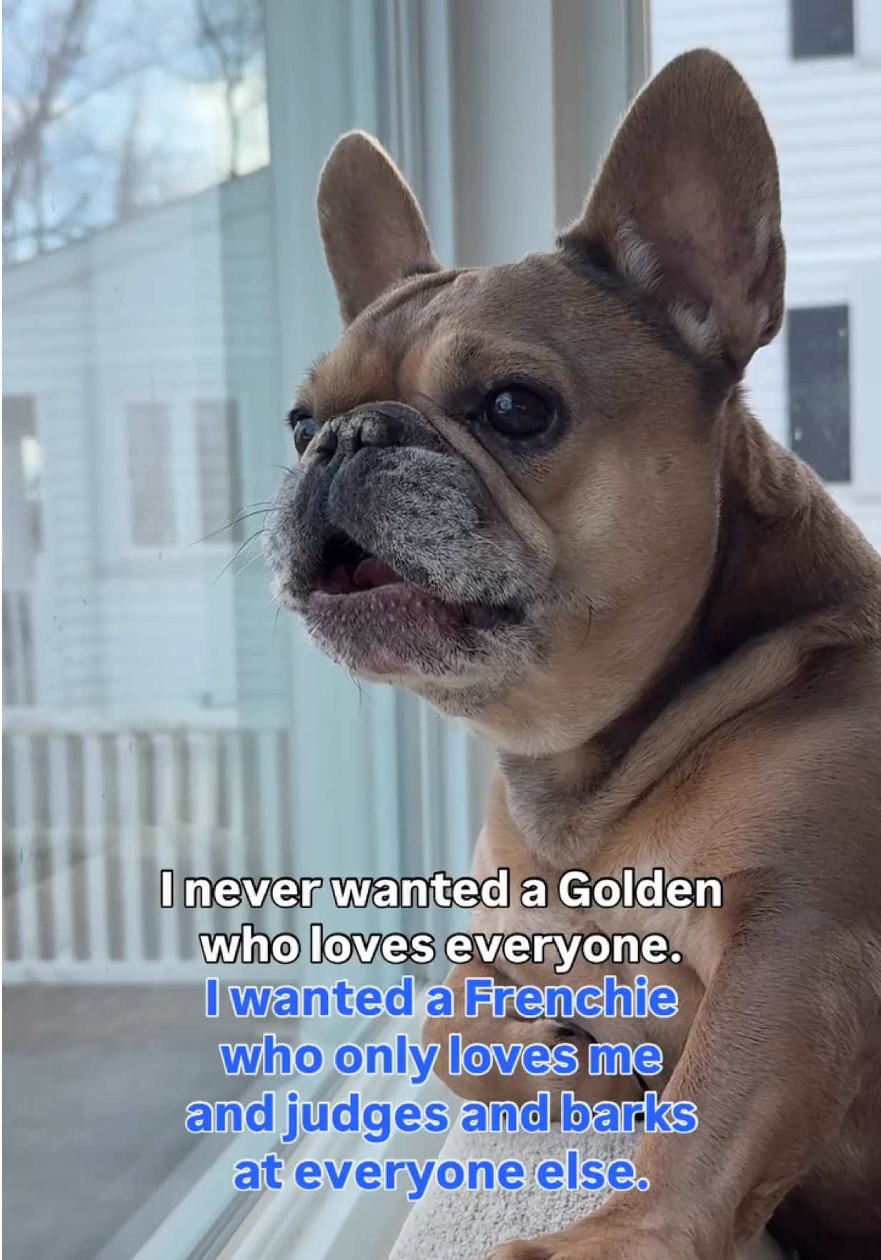 the love of my life 🫶🏻 #dogs #doglover #dogsoftiktok #cutedog #frenchbulldog 