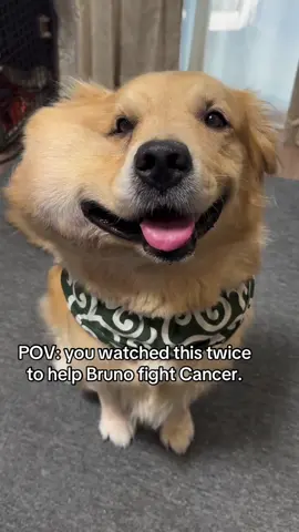 POV: you watched this twice to help Bruno fight Cancer. #viral #viralvideo #USA #fyp #foryou 