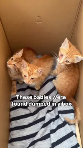 Sunny, Rusty & Ruby needs your support 💔 These babies were found dumped in a box. Someone left them all alone, with no food or water. Just tiny lives, thrown away like they didn’t matter. Their eyes are infected. The vets diagnosed them with feline herpesvirus. It’s a common virus among stray kittens, but without treatment, it can leave them blind - or worse. At the clinic, their eyes are being cleaned every day. They’re receiving antiviral and antibiotic treatments to fight the feline herpesvirus, and the vets are doing everything they can to keep their tiny bodies strong enough to survive. But their treatment costs are overwhelming. It will be around $900 to cover everything they need. If you can, please help us cover their treatment costs. Every small donation goes directly to saving their lives. Together, we can show catrescueturkey