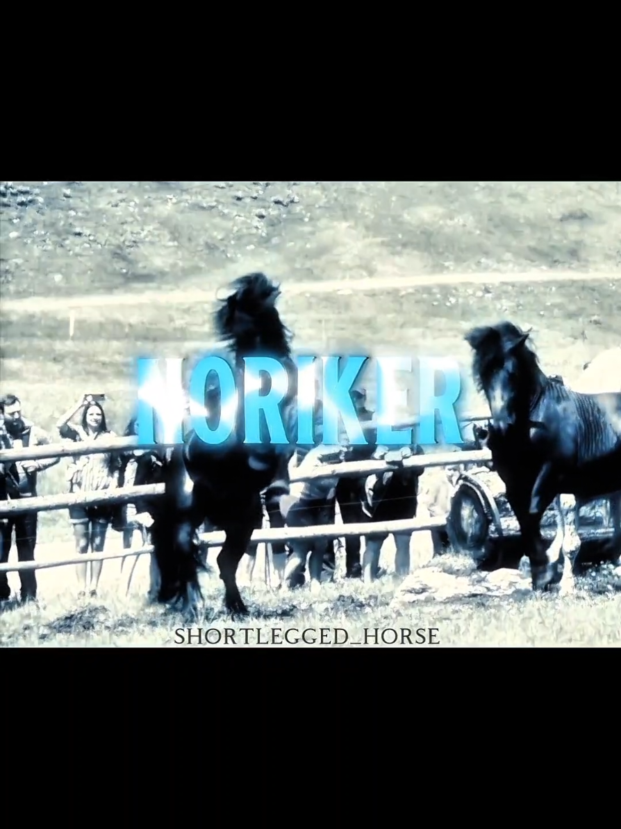 Noriker 🫶 #horseriding #edit #fyp #pferd #equestrianlife 