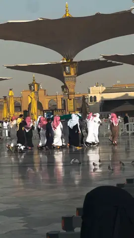 🕊سکوں پایا  #naat #islamic_video #pakistani_tik_tok #madina #trending 