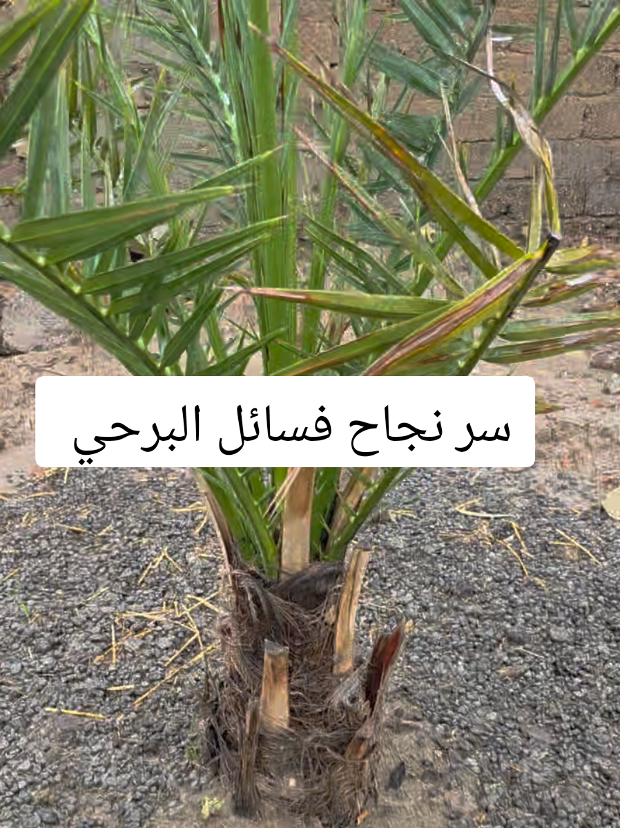 أنيسيوم أقوى مجذر بدون منافس  🔸 يقوي الجذور بسرعة 🔸 يثبت الفسيلة ويزيد نسبة النجاح 🔸 مناسب لكل الزرع الجديد 🔥 إذا تريد نتائج حقيقية… هذا الحل 📲 راسلني خاص أو واتساب 📦 توصيل لكل المحافظات      07715979678 07722446478          #fyp #foryou #viral#مكتب_المزارع #زراعة 