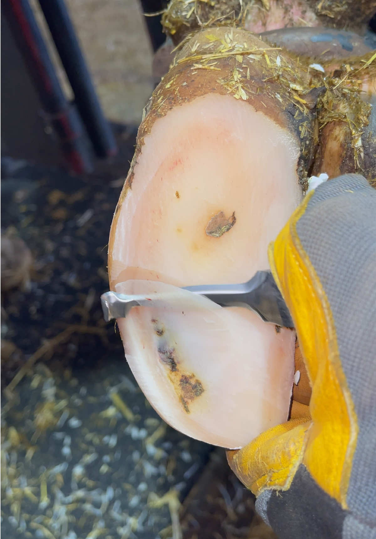 These dots were all stacked up….. #natethehoofguy #fyp #oddlysatisfying #hooftrimming #hoofcleaning 