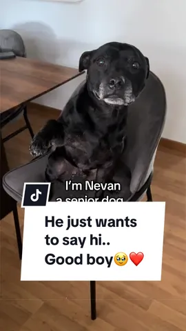 Senior dog nevan is practicing his wave just to say hi🥹❤️ #seniordog #goodboy #wholesome #dogsoftiktok #cutedog 