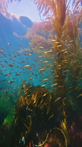 a massive school of salema. there’s something hypnotic about being surrounded by a wall of golden stripes, like the ocean is putting on a show just for you. thousands of them moving in perfect sync, all around you. how many salema do you think are in this school? enjoy🤙🏻 #diving #snorkeling #gopro #ocean #fish 