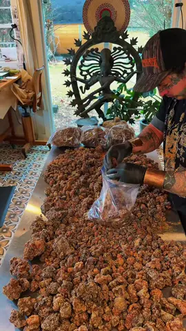 Boswellia sacra frankincense has a way of pulling you onto a narrow path if you stay with it long enough. It is not a plant you can rush or scale without losing something essential. The work asks for patience and attention and a willingness to return to the same tree the same process and the same fire again and again until you begin to understand it. In Oman this path has been walked for generations where harvesters take only what the tree can give and leave the rest for its future. When you choose to walk with one plant like this you give up a hundred distractions but in return you gain depth and clarity and a relationship that cannot be replicated any other way. The narrow path is not about limitation. It is about devotion. #SmokeWalkers #frankincense #frankincenseoil #distilling