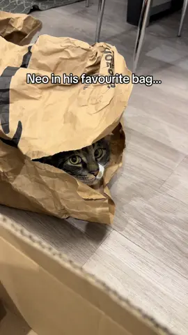 Neo in his favourite bag…(wait until you see how big his eyes get 👀😂) #cutecat #catdad #catlover #cat #cattok 