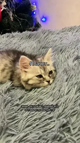 Мне его очень жалко💔 Срочно посмотрите мой закреп🥲 #котёнок #боль #мама 