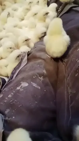#_العلمة_سطيف_بجاية_لبرج_نقاوس_🏍☺😍😘👁 #ريشة_لبيضة🐔🐣 