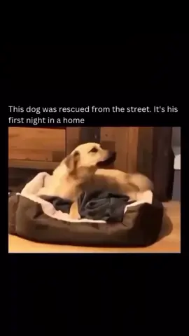 On his first night off the streets, a rescued dog experiences the comfort of a real home for the very first time. Curled up cautiously on a soft blanket, he seems unsure whether it’s safe to fully relax. His eyes scan the room slowly, as if still adjusting to the silence and warmth after the constant noise and struggle of life outdoors. The video shows his hesitation slowly giving way to trust. He lets out a deep breath, tucks his head into his paws, and finally begins to close his eyes. It’s a quiet but powerful moment, where a dog who once had nothing begins to understand safety, care, and belonging. Viewers have been deeply moved by the video, calling it a reminder of how a simple act of kindness can completely change a life. For this dog, it’s not just a new chapter—it’s the start of a life he never knew was possible. #rescuedog #dogsoftiktok  #adoptdontshop #doglovers puppylove rescuepup dogsoftiktok dogoftheday doglife puppy furbaby dogrescue doggo doggylove puppyoftheday dogsoftiktok puppytales pawsome woofwoof puppytales