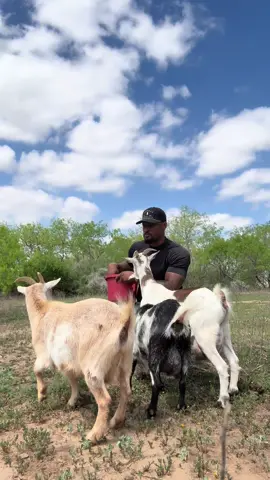 Buckey has the worlds most stubborn winter coat and I’m allergic to his hair🤦🏾‍♂️. Neighbors goats came over for some love and as always, were greedy as hell. Wouldn’t trade it for anything though 🤞🏾#texas #country #buckey #mouse #PetsOfTikTok 