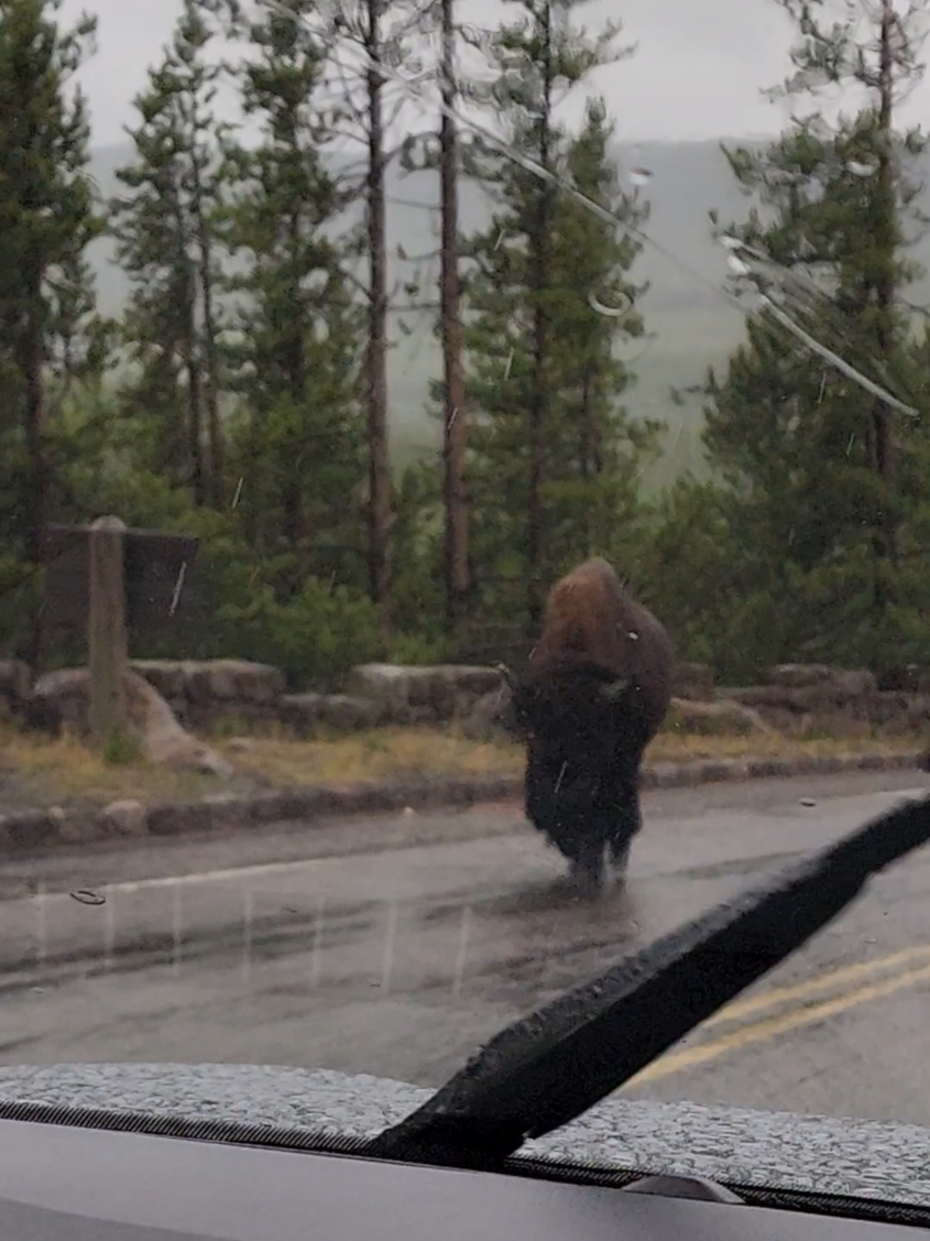 Bison in Yellowstone National Park are amazing.  Seeing a Bison run happen is so cool! We saw a stampede of Bison,  Bison by themselves, and herds of them! If you are a travel addict, nature lover, outdoorsman, or love a great road trip get to Yellowstone! Are they not buffalo? No. I Yellowstone they are Bison. If you keep driving south you will run right into The Grand Tetons,  don't miss Grand Teton National Park as well!! @Yellowstone National Park  #yellowstone #montana #wyoming #nationalparks  #yellowstonenationalpark