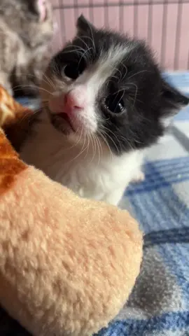 Jake is #toocute 🥹#jakemuller #residentevil #fosterkittens #rescuefosteradopt @FFNR 