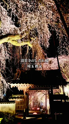 多分一生に一度は見て良かったと思う景色✨ 今しか見れない雪が舞うように咲く秩父の「清雲寺のしだれ桜」 @saitama_guide_miho フォローしてお出掛けのヒントにしてね🌈 開催期間 2026年3月26日(木)～4月12日(日) 【ライトアップ日程】 ・３月２７日（金） ・３月２８日（土） ・４月　３日（金） ・４月　４日（土） ※17時から20時 🅿️駐車場 あり 📍住所 埼玉県秩父市荒川上田野690 ◎関越自動車道「花園インター」より国道140号を山梨方面へ50分 ◎東武東上線「寄居駅」、東武伊勢崎線「羽生駅」にて秩父鉄道へ乗り換え「武州中川駅」下車、徒歩15分 ◎西武秩父線「西武秩父駅」下車、秩父鉄道「御花畑駅」 （徒歩3分）乗り換え「武州中川駅」下車、徒歩15分 #埼玉 #秩父 #清雲寺のしだれ桜　#清雲寺のさしアンバサダー