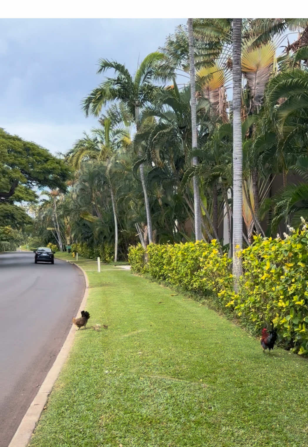 Breaking news!! (Sending love to Hawai’i♥️) #chicken #chicks #lol #hawaii #journalism 