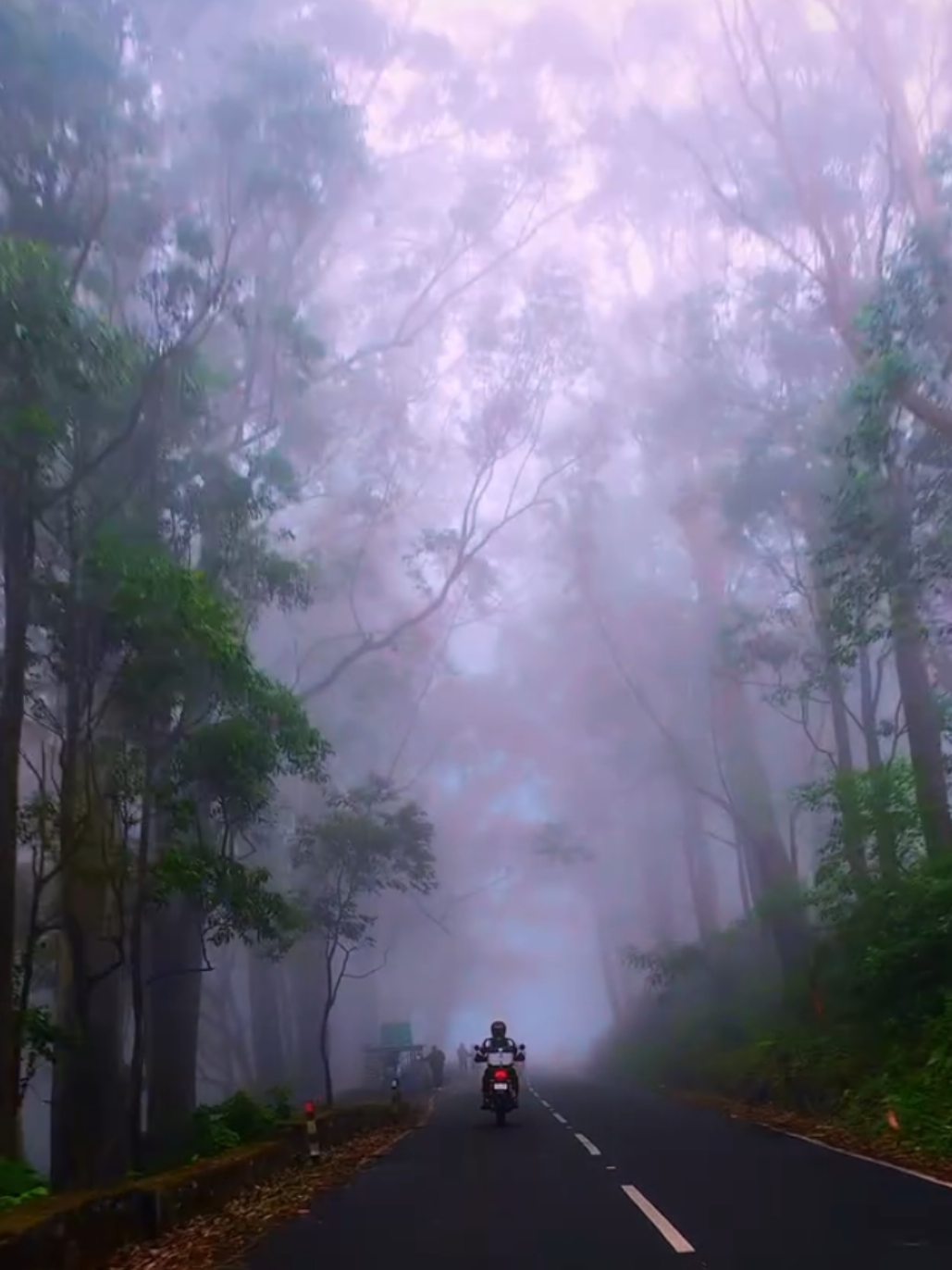 Wayanadan vibes #keralam #naturelover #naturevibes #godsowncountry 