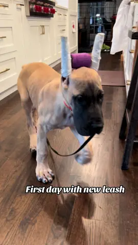 Welcome to your forever home “Remington!” #greatdane #greatdanesoftiktok #puppy #puppytiktok #clydesdales 