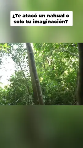 ¡Avispas furiosas! 🐝 En pleno bosque, un ataque inesperado obliga a la retirada. Claramente no éramos bienvenidos. #Avispas #Naturaleza #AtaqueDeInsectos #Bosque #Sorpresa #witch #witchy #witchdrarhacer #witchlife #witchtok #estadosunidos #Viral #paratii