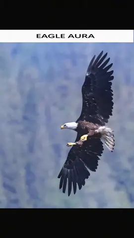 Eagle aura. ☠️