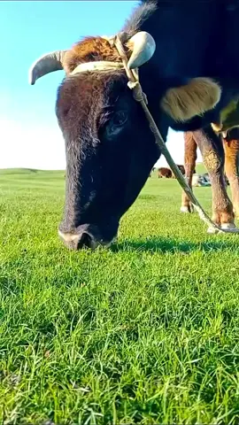 Eating grass 😋 #oddlysatifying #asmrsounds #satisfyingvideo #asmr #satisfying 