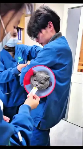 funnycats🤣🤣🤣#funnycat #cutecat #catsoftiktok #viral_video 