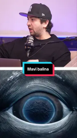 Dünyanın en büyük hayvanı ! 