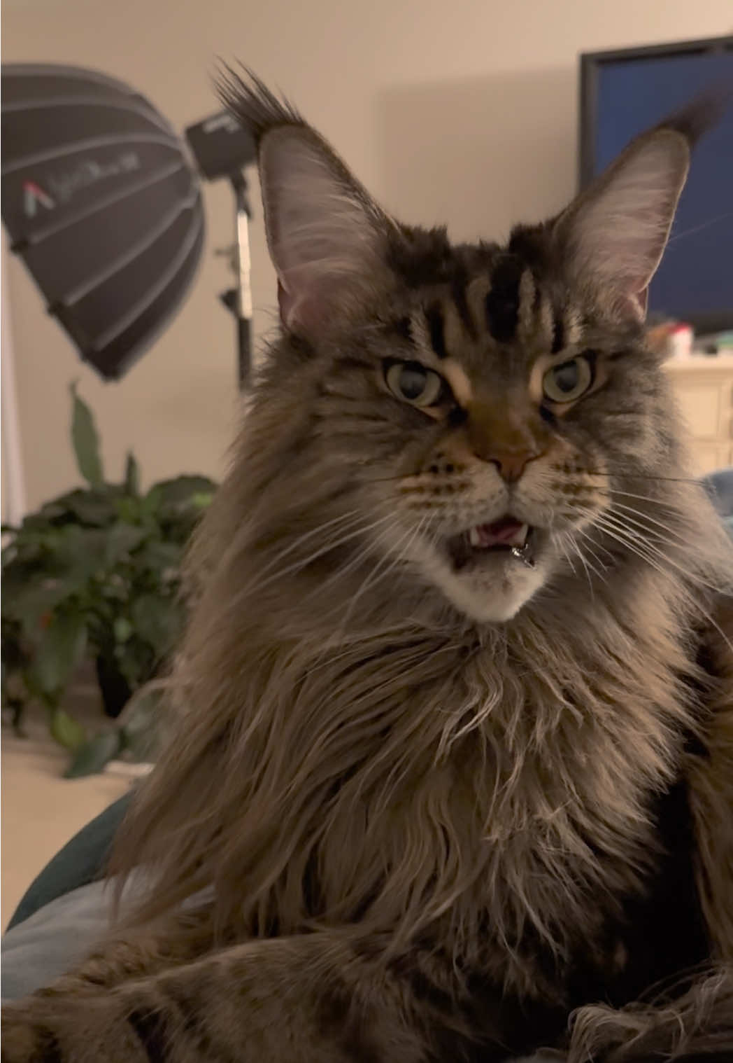 It’s not the talking cat, it’s the eye contact for me.. #mainecoon #funnycats 