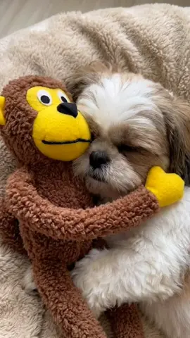 pet brinquedo pelúcia para o seu cachorro  animais 
