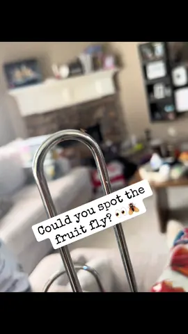 Fruit flies are tiny, even our camera is struggling to focus. At about 1/8 of an inch long, they’re often introduced into homes on fruits and vegetables from the grocery store. Once they’re in, they multiply quickly and can take over before you know it. Don’t let them ❌🪰  Head over to DoMyOwn.com to find our Fruit Fly Treatment Guide ✔️ #pestcontrol #pestproblems #flies #kitchen #spring 